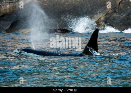 Orca, großer Schwertwal, grampus (Orcinus orca), beim Ausatmen großen männlichen Schwimmen in der Nähe der Ufer, Seitenansicht, Norwegen, Troms, Senja Stockfoto