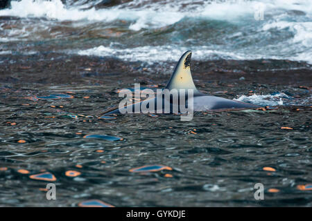 Orca, großer Schwertwal, grampus (Orcinus orca), Weibliche fangen Heringe im flachen Wasser, Seitenansicht, Norwegen, Troms, Senja Stockfoto