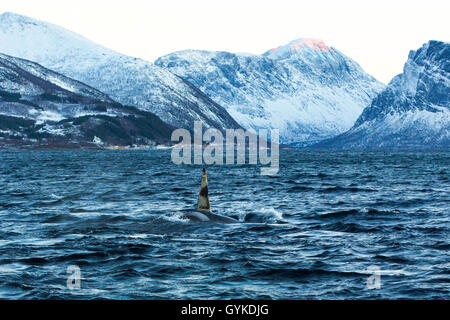 Orca, großer Schwertwal, grampus (Orcinus orca), Eintauchen großen männlichen, Norwegen, Troms, Bergsfjorden auf Senja Stockfoto