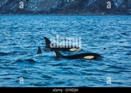 Orca, großer Schwertwal, grampus (Orcinus orca), die Gruppe der Frauen, Norwegen, Troms, Bergsfjorden auf Senja Stockfoto