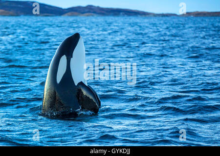 Orca, großer Schwertwal, grampus (Orcinus orca), Spion hop, männliche Ausflüge in die Umgebung aus dem Wasser, Norwegen, Troms, Bergsfjorden auf Senja Stockfoto