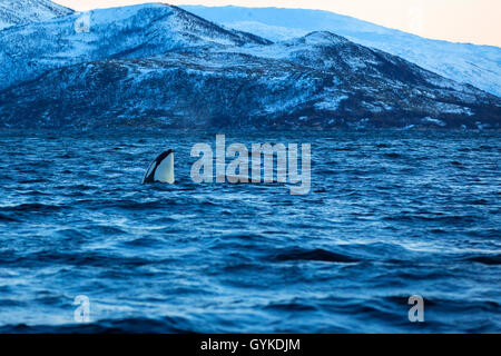 Orca, großer Schwertwal, grampus (Orcinus orca), Spion hop, männliche Ausflüge in die Umgebung aus dem Wasser, Norwegen, Troms, Bergsfjorden auf Senja Stockfoto