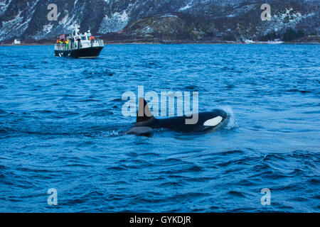 Orca, großer Schwertwal, grampus (Orcinus orca), Schwimmen vor einem Wal Safari Boot, Norwegen, Troms, Bergsfjorden auf Senja Stockfoto