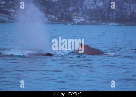 Buckelwale (Megaptera novaeangliae), in der MORGENSTIMMUNG an der Wasseroberfläche ausatmen, Norwegen, Troms, Senja Stockfoto