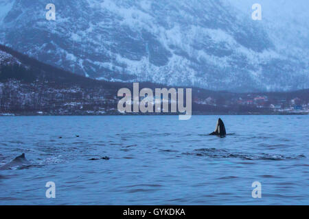 Orca, großer Schwertwal, grampus (Orcinus orca), Spion hop, männliche Ausflüge in die Umgebung aus dem Wasser, Norwegen, Troms, Bergsfjorden auf Senja Stockfoto