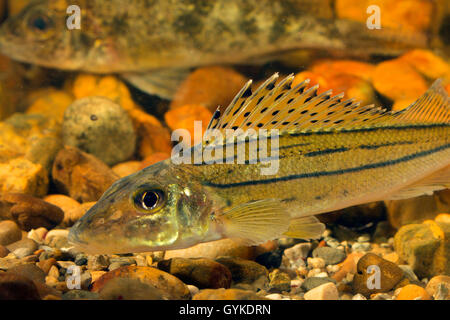 Gestreifte Kaulbarsche, schraetzer, Donau kaulbarsche (Gymnocephalus schraetzer, Gymnocephalus schraetser), Porträt Stockfoto