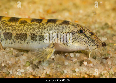 Golden Steinbeißer (Cobitis aurata), auf der Unterseite, Porträt Stockfoto