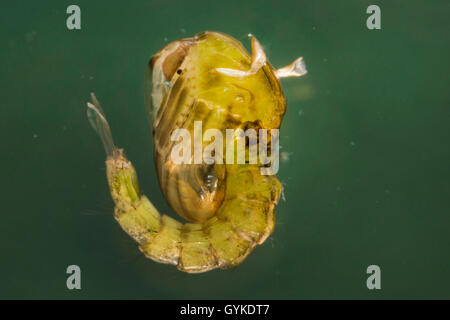 Phantom midge (Chaoborus spec.), Puppe Stockfoto