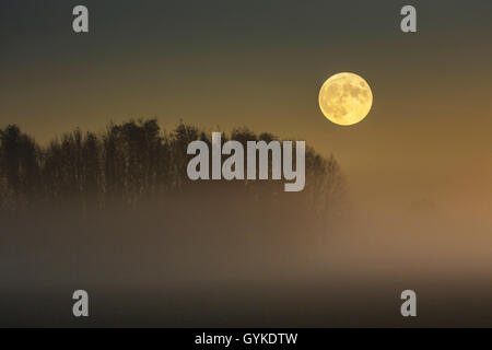 Vollmond über aufsteigende Nebel im Moor, Deutschland, Bayern, Grabenstaetter Moor Stockfoto