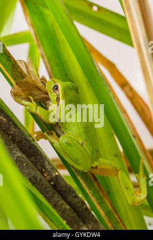 Europäische treefrog, gemeinsame Treefrog, Central European treefrog (Hyla arborea), speist einen caddis Fliegen, Deutschland Stockfoto