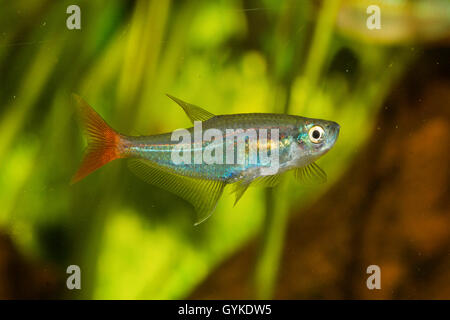 Glas fondorianischen, Redfin Glas-Tetra (Prionobrama Filigera), Schwimmen Stockfoto