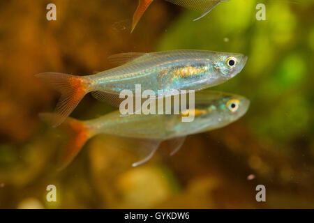 Glas fondorianischen, Redfin Glas-Tetra (Prionobrama Filigera), Schwimmen Stockfoto