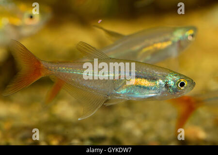 Glas fondorianischen, Redfin Glas-Tetra (Prionobrama Filigera), Schwimmen Stockfoto