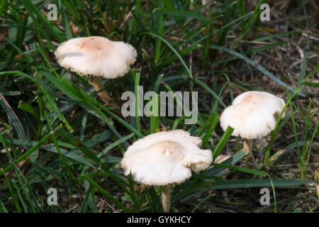 Fairy Ring Pilze wachsen auf einem gepflegten Rasen. Stockfoto