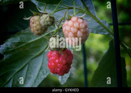 Rote Himbeeren in verschiedenen Stadien der Reife beim wachsen immer noch auf den Busch. Stockfoto