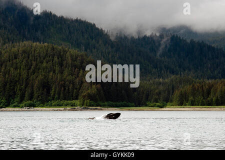 Buckelwale weht und Tauchen in Icy Strait. Glacier Bay National Park and Preserve. Chichagof Island. Juneau. Südöstlichen Al Stockfoto