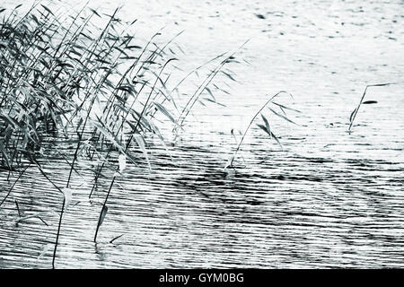 Coastal Reed Silhouetten über noch Seewasser, blau getönten natürliche Foto mit selektiven Fokus Stockfoto