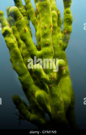 Seltene grüne Schwämme wachsen Unterwasser, Pribaikalski Nationalpark, Baikalsee.  Baikalsee-Sibirien Stockfoto