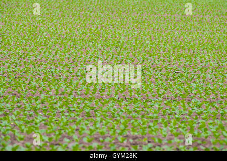 Salat wächst in einem Shropshire Field, England, UK. Stockfoto
