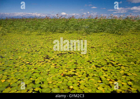 Feuchtgebiete des Flusses Selenga-Delta.  wichtig Futterplätze für Zugvögel im Frühjahr und Herbst.  Baikalsee Stockfoto