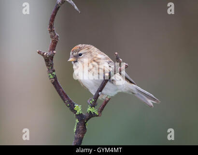 Redpoll (Zuchtjahr Flammea) hocken auf einem Ast im winter Stockfoto