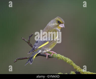 Grünfink (Zuchtjahr Chloris) thront auf Flechten beladenen Zweig Stockfoto