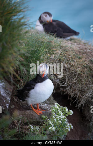 Papageientaucher in Mykines, Färöer Inseln Stockfoto