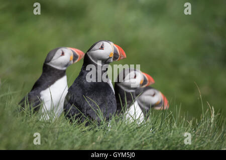 Papageientaucher in Mykines, Färöer Inseln Stockfoto