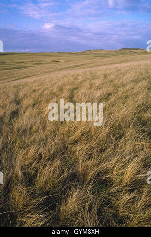 Pribaikalski Nationalpark, Olchon, der Baikalsee. Olchon Inseln ist die größte Insel im See. Steppen oder Grasland. Stockfoto