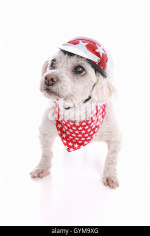 Hund trägt Fahrradhelm und Kopftuch Stockfoto