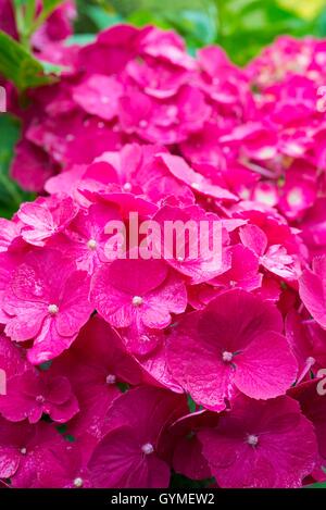 Hydrangea Macrophylla 'Westfalen' AGM Stockfoto