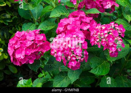 Hydrangea Macrophylla 'Westfalen' AGM Stockfoto