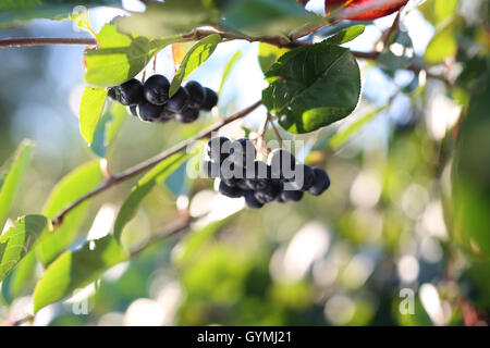 Aronia Beeren. Reife Früchte auf den Zweigen ein Busch Aronia Stockfoto