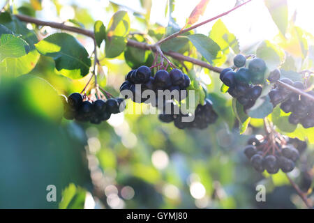 Aronia Beeren. Reife Früchte auf den Zweigen ein Busch Aronia Stockfoto