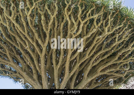 Drachenbaum: Dracaena Draco.  La Gomera, Kanarische Inseln. Stockfoto