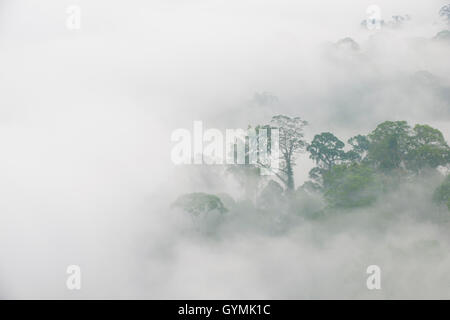 Tropischer Regenwald mit Bäumen erscheinen durch frühen Morgennebel. Danum Valley, Sabah, Borneo Stockfoto