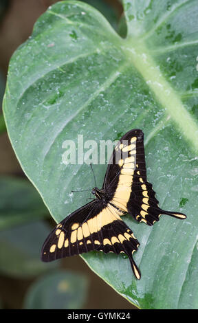 König Schwalbenschwanz Schmetterling: Papilio thoas Stockfoto