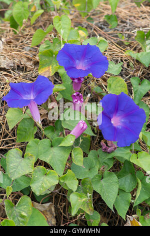 Morning Glory: Ipomoea SP. La Gomera, Kanarische Inseln Stockfoto