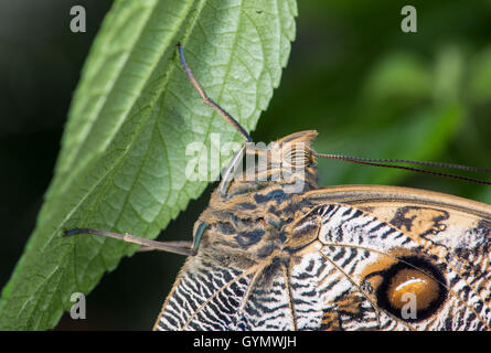 Eule Schmetterling: Caligo Memnon. Nahaufnahme des Auges Stockfoto