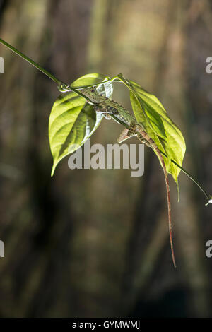 Kurzer Haubenmeise Wald Dragon: Gonocephalus Liogaster. Danum Valley, Sabah, Borneo. Schlafen am Ende des Zweiges, Plünderung zu vermeiden Stockfoto