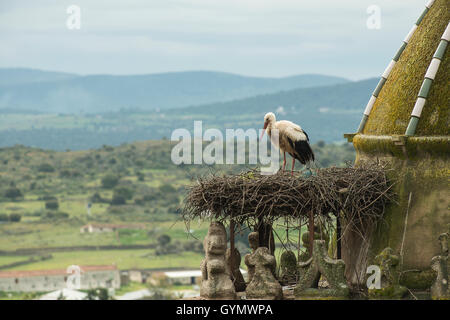 Weißstorch: Ciconia Ciconia. Trujillo, Extremadura, Spanien. Auf Nest am Kirchturm Stockfoto