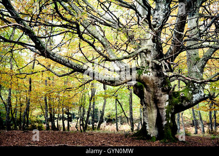 Europäische Buche oder Rotbuche (Fagus Sylvatica). Gorbeia Naturpark.  Alava, Baskisches Land, Spanien. Stockfoto