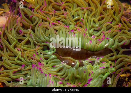 Snakelocks Anemone (Anemonia Viridis) in ein Gezeitenbecken Stockfoto