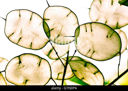 Jährliche Ehrlichkeit (Lunaria Annua) Samenkapseln Stockfoto