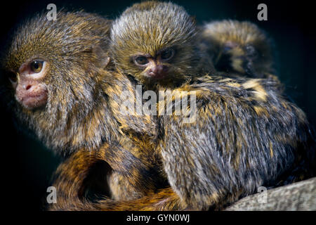 Pygmy Marmoset oder Zwerg Affe (Callithrix Pygmaea). Stockfoto