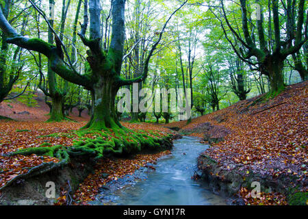 Otzarreta Buchenholz. Barazar Port. Biskaya, Baskisches Land, Spanien. Stockfoto