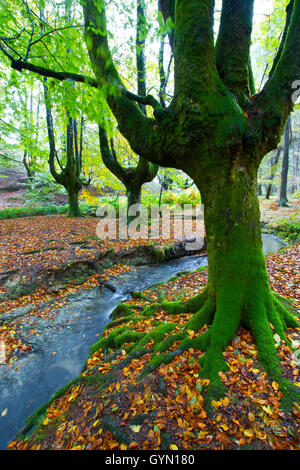 Otzarreta Buchenholz. Barazar Port. Biskaya, Baskisches Land, Spanien. Stockfoto