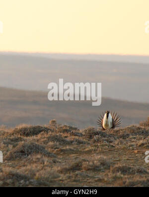 Eine männliche Sage Grouse anzeigen zwischen sanften Hügeln. Stockfoto