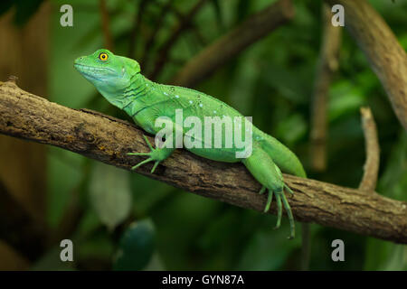 Gefiederte Basilisken (Plumifrons Basiliskos), auch bekannt als die grüne Basilisk. Weibliche Basilisken. Tierwelt Tier. Stockfoto