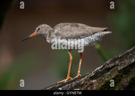 Gemeinsamen Rotschenkel (Tringa Totanus). Tierwelt Tier. Stockfoto